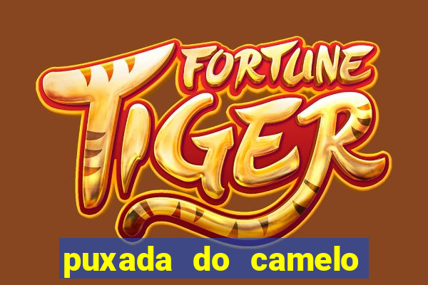 puxada do camelo jogo do bicho